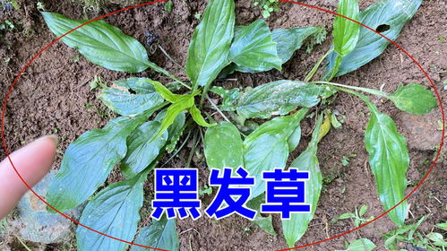 老人误食灰灰菜引发中毒，眼睛肿胀危机重重