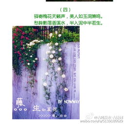 无可奈何花落去（第65集）