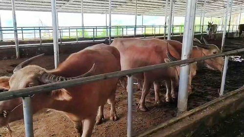 湖南养殖场突发悲剧，40多头牛喂食后暴毙
