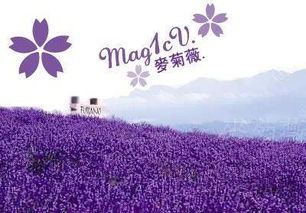 小雨知薇（80集），都市情感故事的细腻描绘