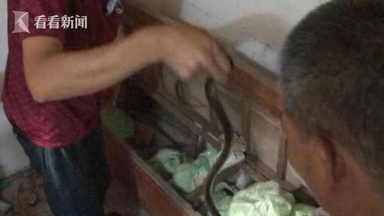 男子割草时被眼镜蛇咬伤手指，险遭截肢——生死边缘的考验与重生之路
