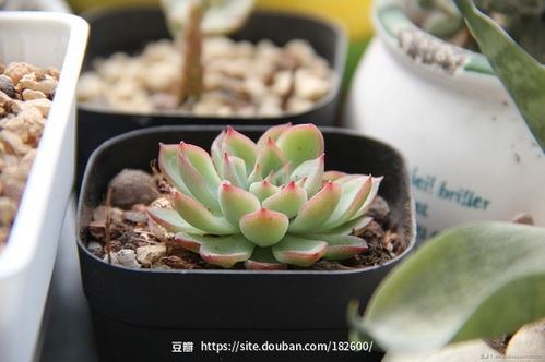 向阳花木易为春，深度解读101集系列