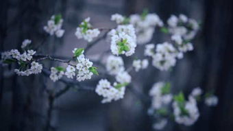 花开花落，生命的轮回与自然的韵律