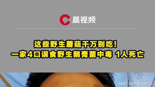 一家六口误食剧毒鹅膏菌引发中毒事件