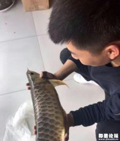 打氧机断电一车鱼死亡事件，鱼主的愤怒与反思